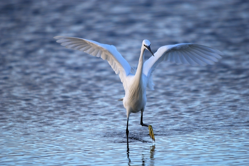 Little Egret