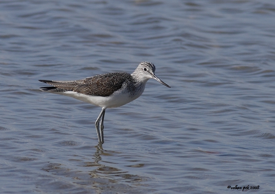 Common Greenshank