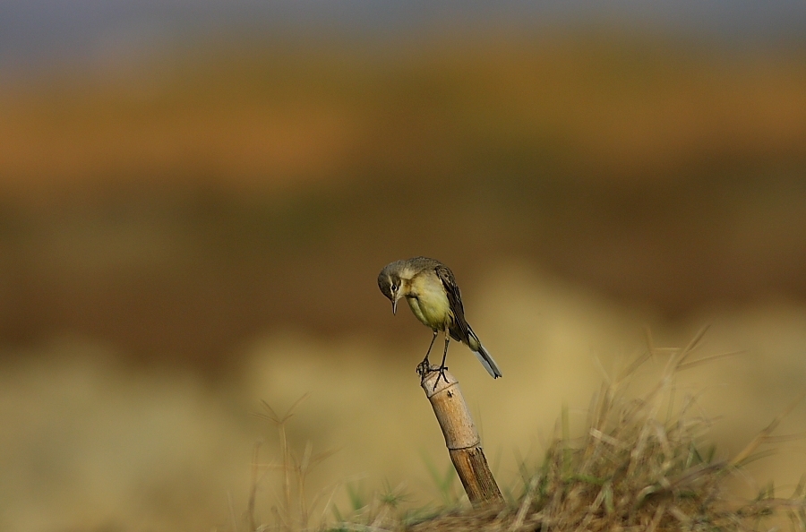 Western Yellow Wagtail