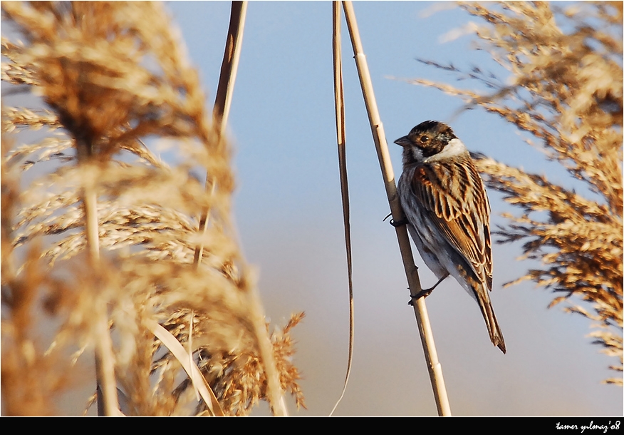 Common Reed Bunting