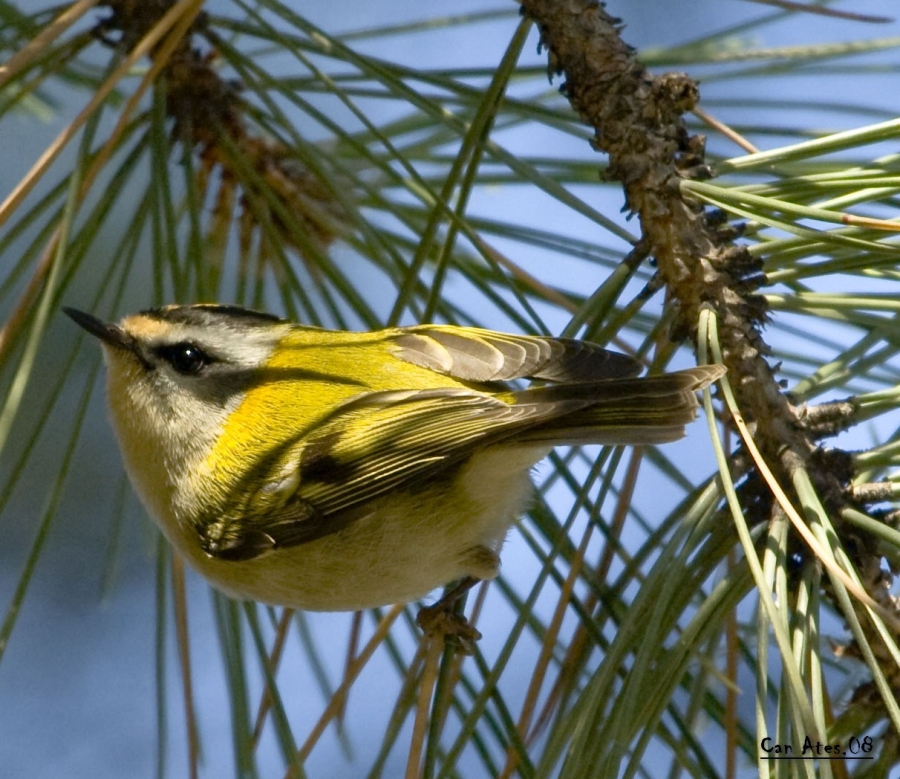 Common Firecrest