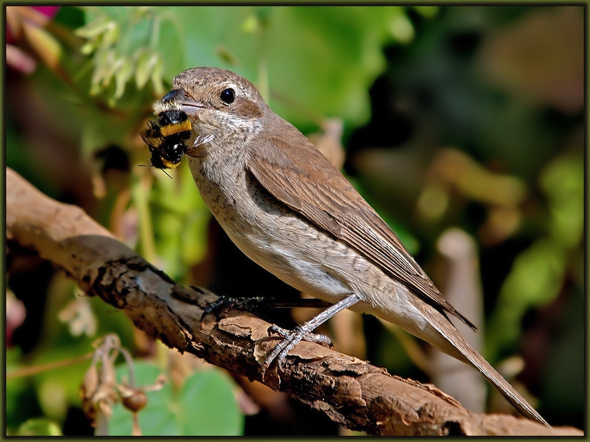 Red-backed Shrike