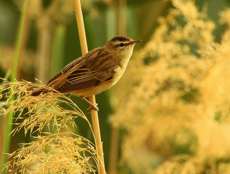 Sedge Warbler