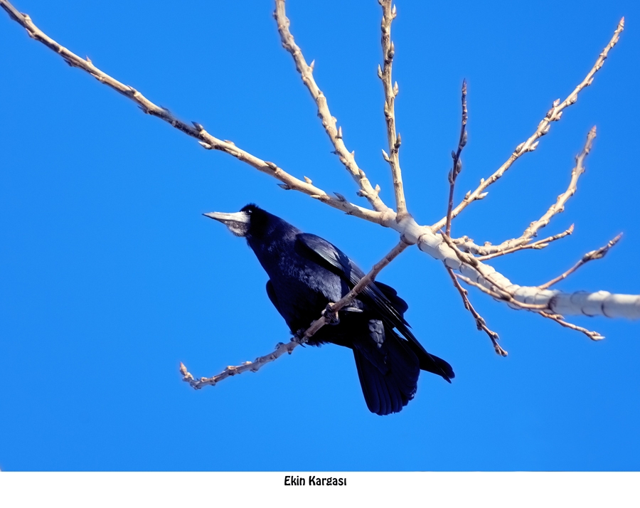 Rook