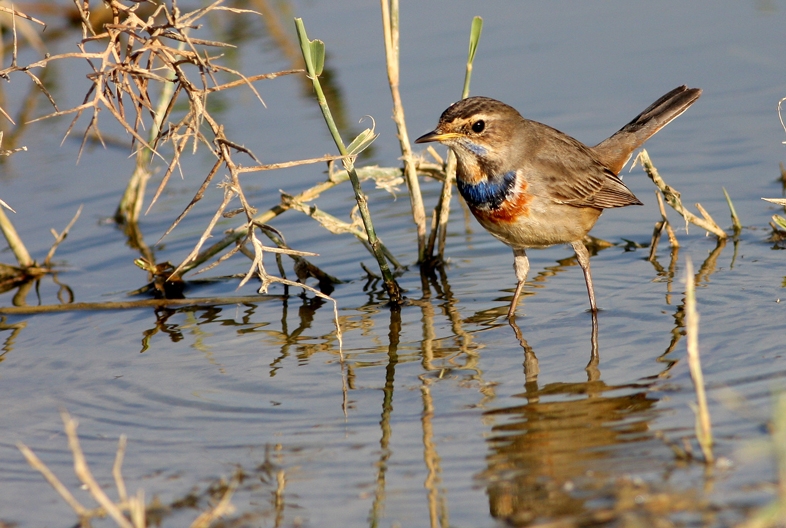 Bluethroat