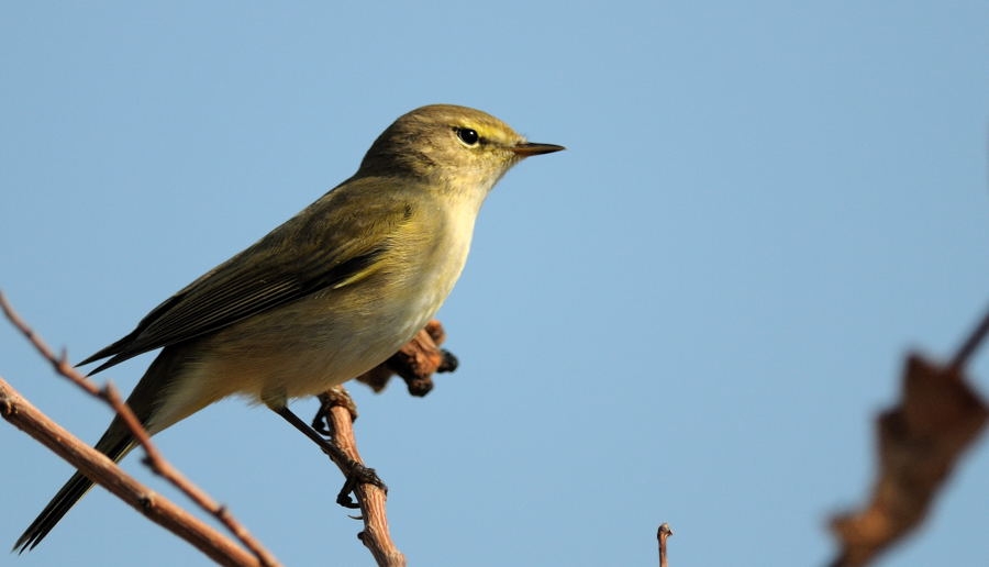 Common Chiffchaff