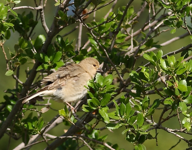 Desert Finch