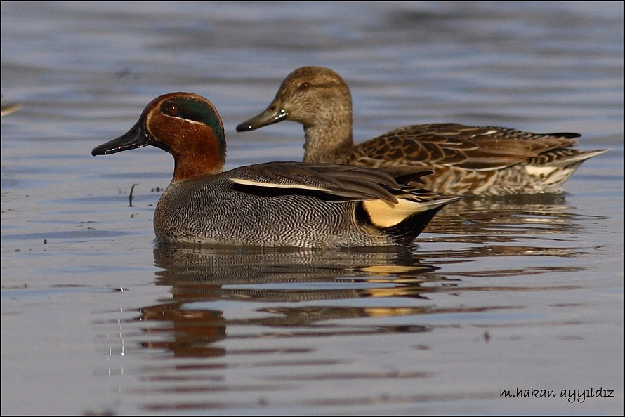 Eurasian Teal