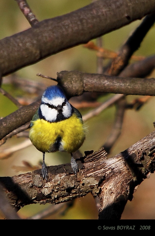 Eurasian Blue Tit