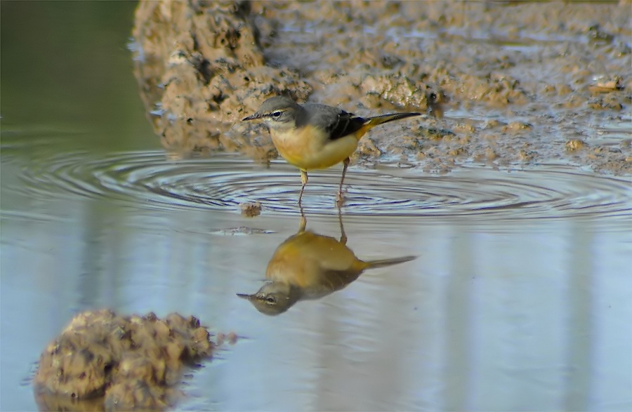 Grey Wagtail