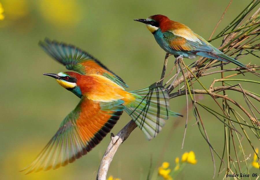 European Bee-eater