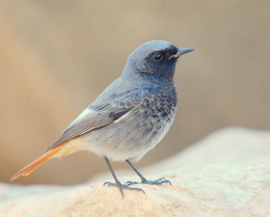 Black Redstart