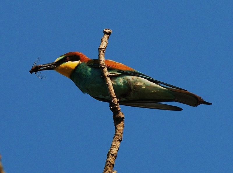 European Bee-eater