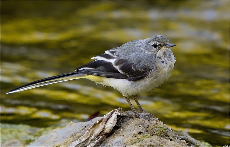 Grey Wagtail