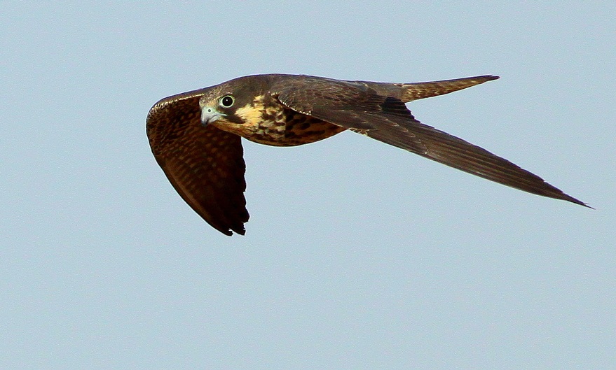 Eurasian Hobby