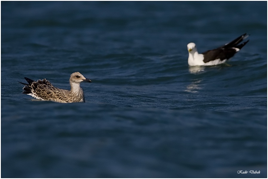 Lesser Black-backed Gull