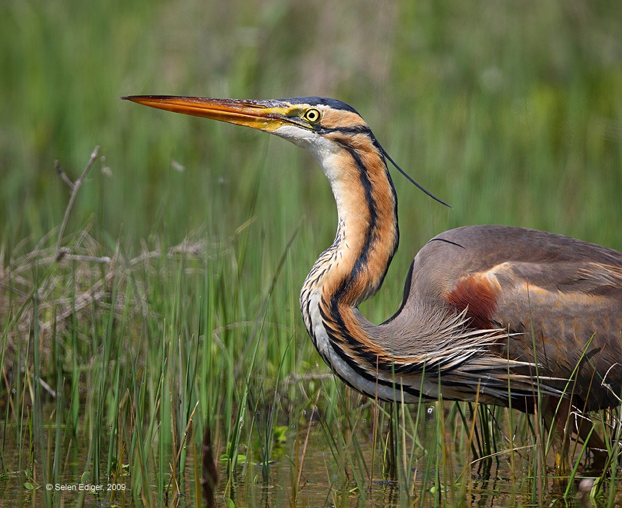 Purple Heron
