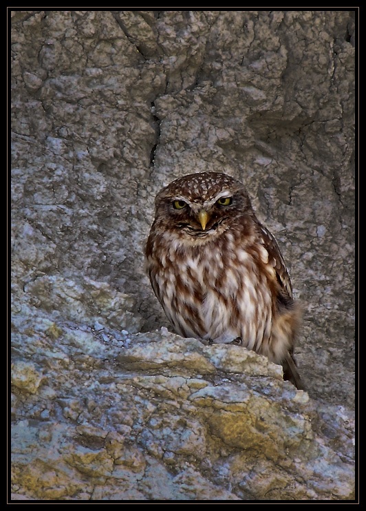 Little Owl