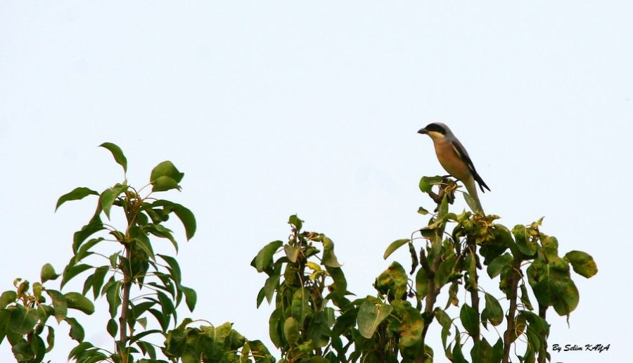 Lesser Grey Shrike