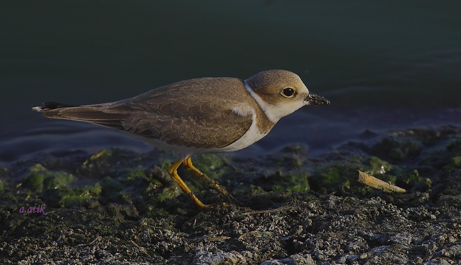 Little Ringed Plover
