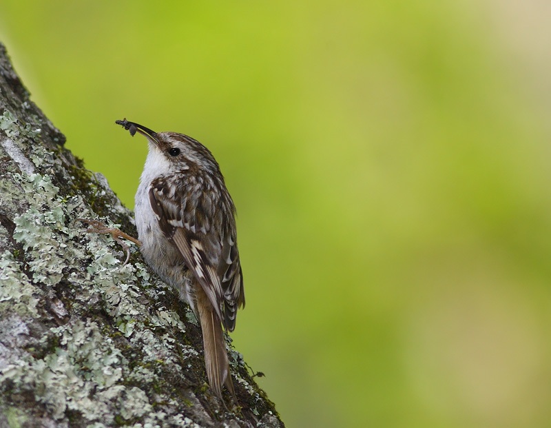 Short-toed Treecreeper