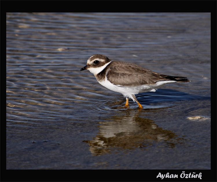 Common Ringed Plover
