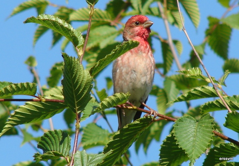 Common Rosefinch