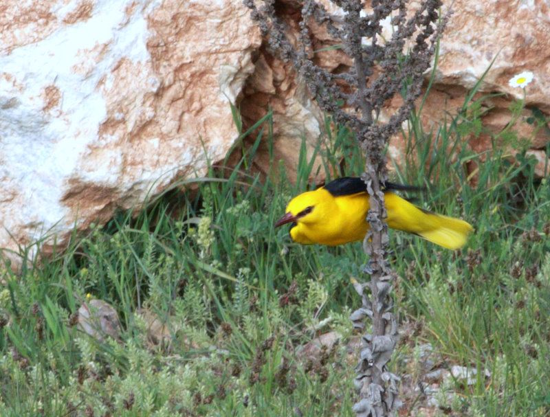 Eurasian Golden Oriole