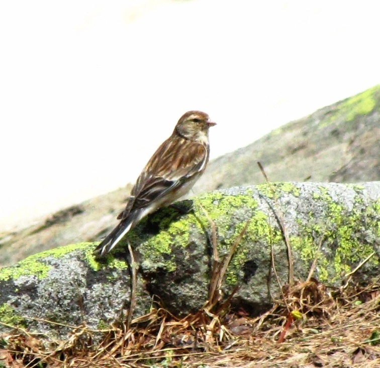 Twite