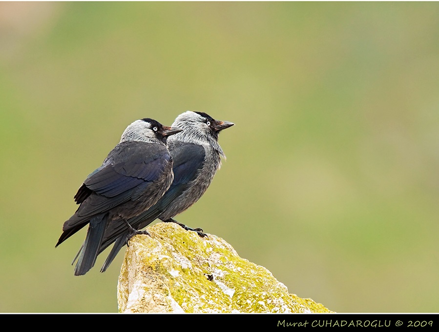 Western Jackdaw