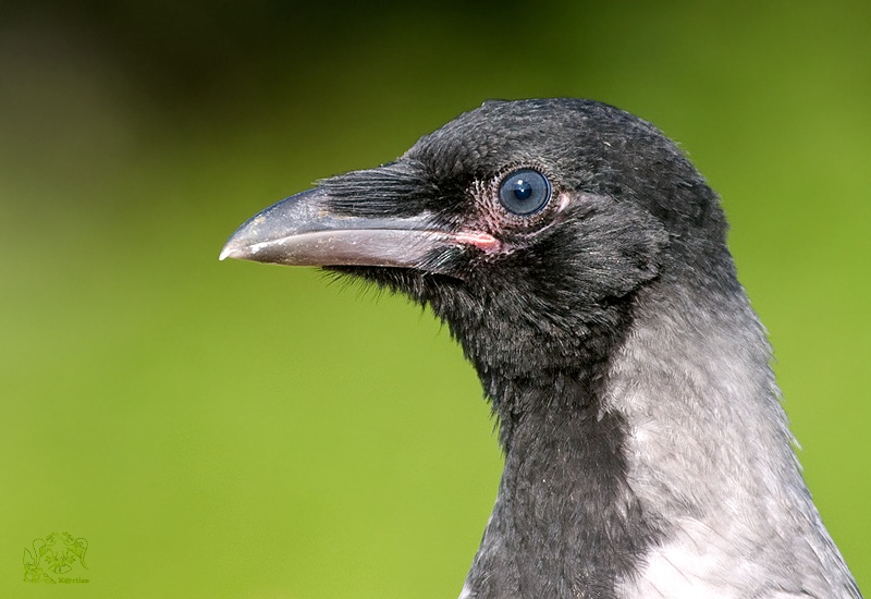 Hooded Crow