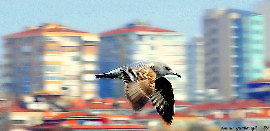 Yellow-legged Gull