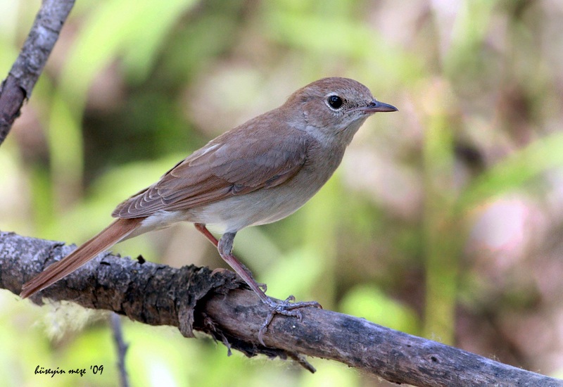 Common Nightingale