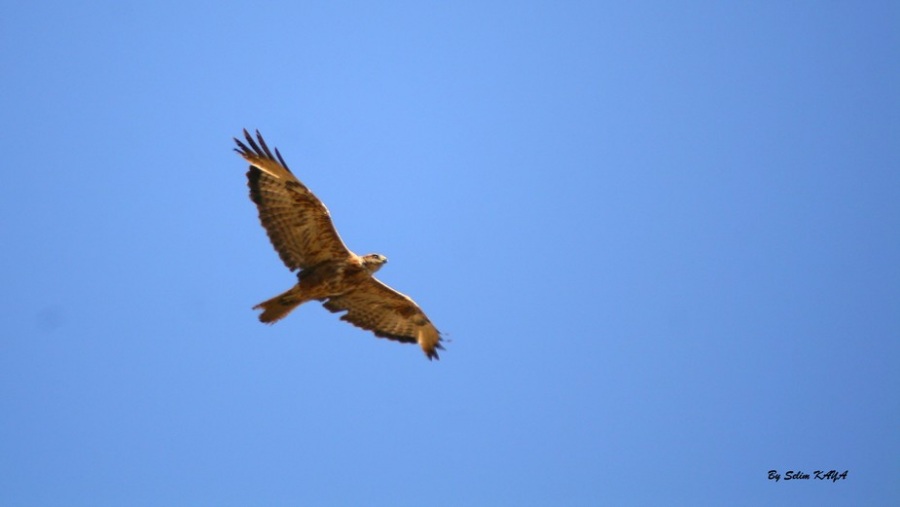 Common Buzzard