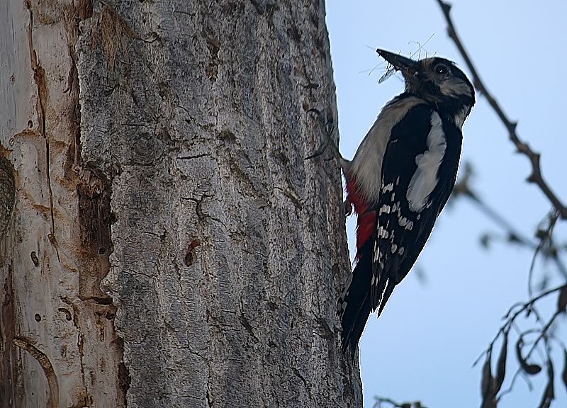 Great Spotted Woodpecker