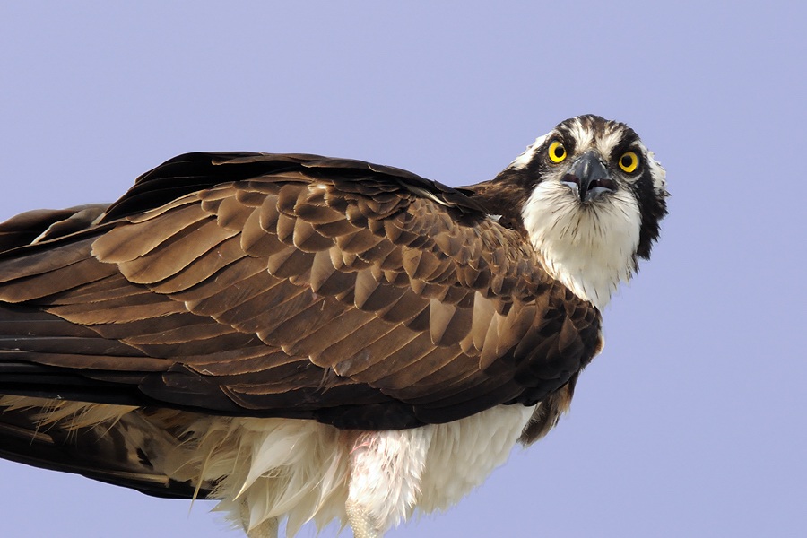 Osprey