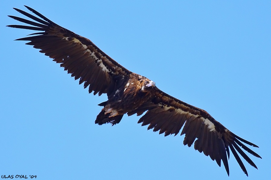 Cinereous Vulture