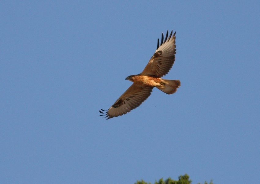 Long-legged Buzzard
