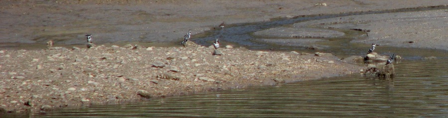 Pied Kingfisher