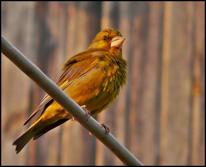 European Greenfinch