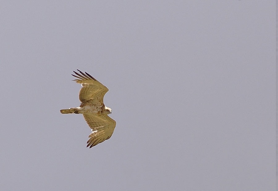 Short-toed Snake Eagle
