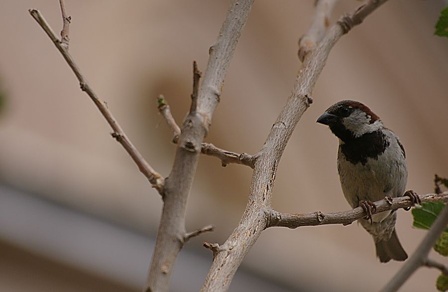 House Sparrow