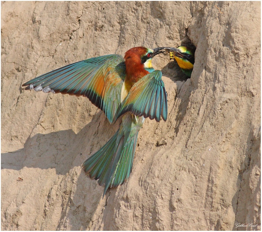 European Bee-eater