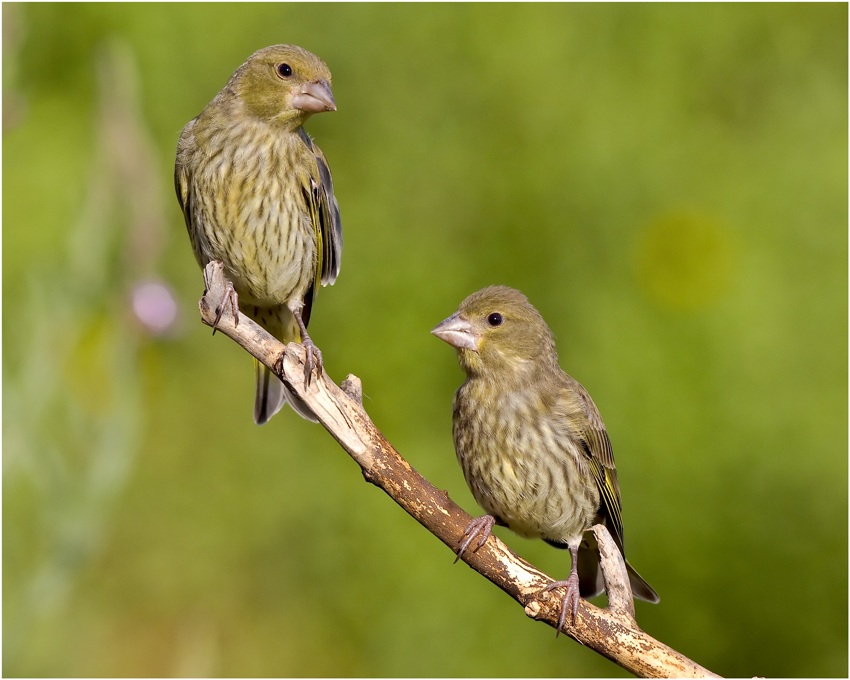 European Greenfinch