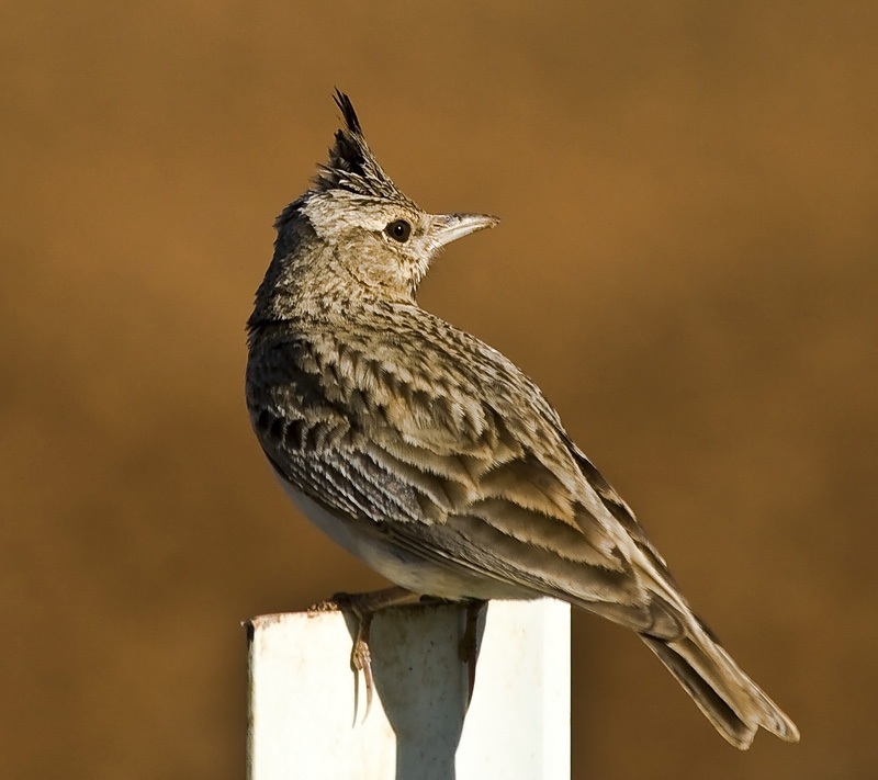 Crested Lark