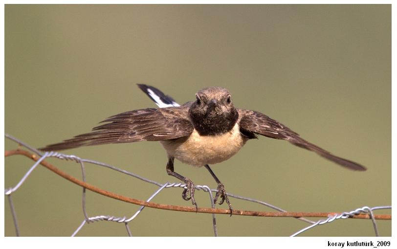 Black-eared Wheatear