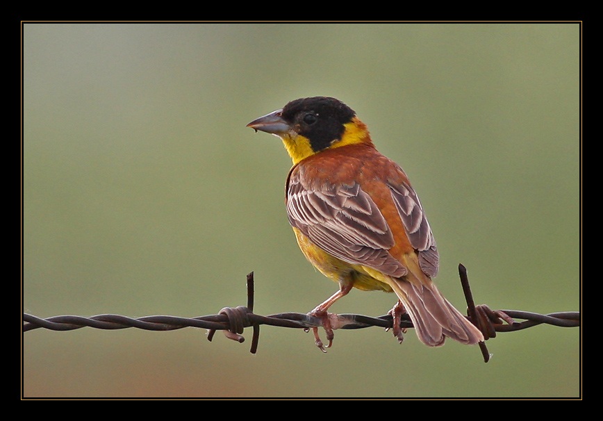 Black-headed Bunting