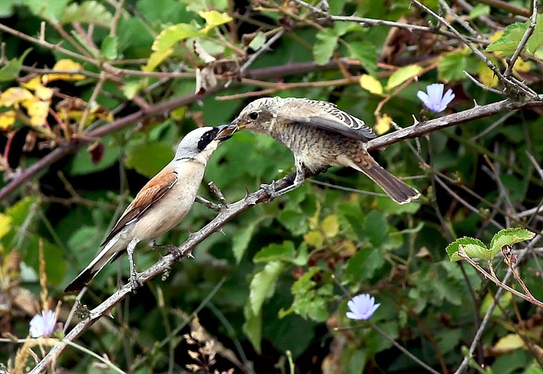 Red-backed Shrike