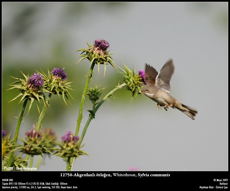 Common Whitethroat