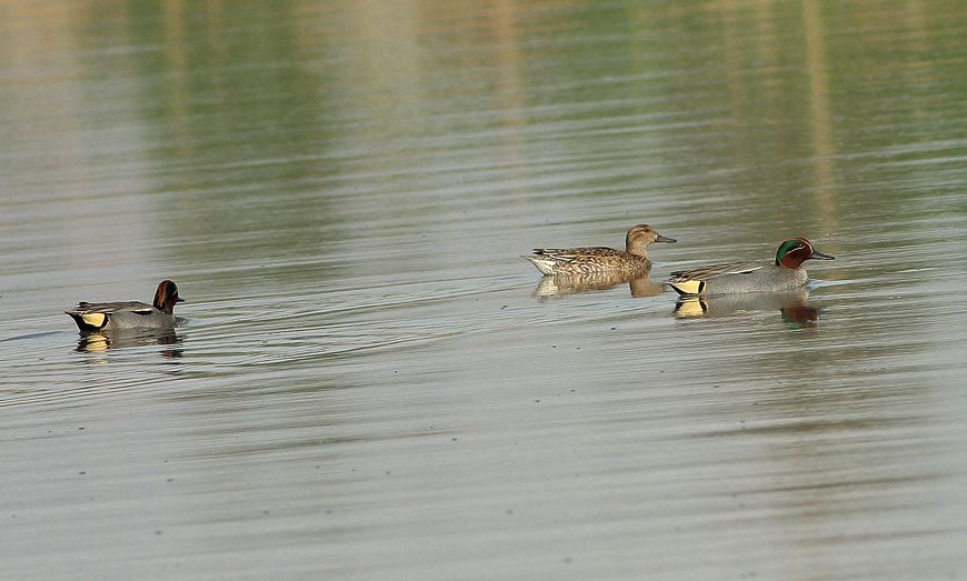 Eurasian Teal